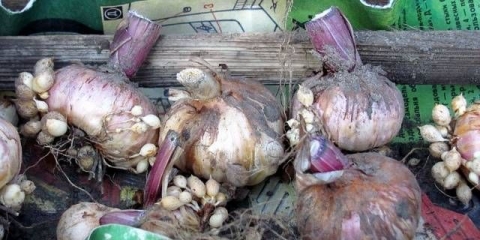 Gladiole za zimu: kada kopati i kako ih čuvati